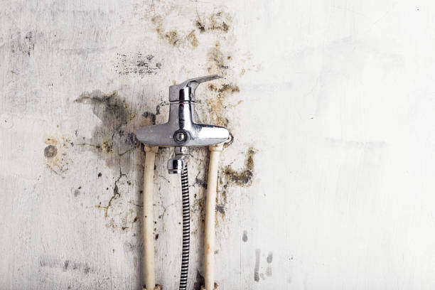 Best Commercial Mold Removal  in Cisco, TX