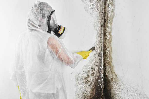 Best Crawl Space Mold Removal  in Cisco, TX
