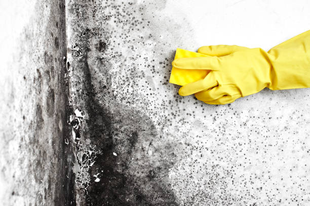 Best Emergency Mold Removal  in Cisco, TX