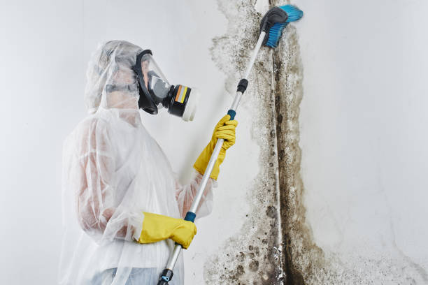 Best Local Mold Removal Service  in Cisco, TX