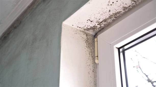 Best Mold Testing  in Cisco, TX