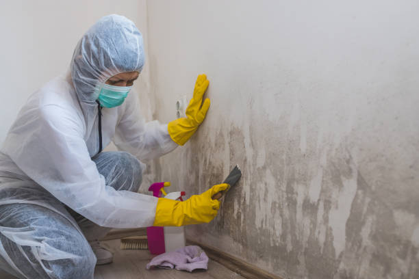 Best Office Mold Removal Services  in Cisco, TX