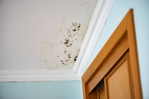 Best Mold Remediation  in Cisco, TX