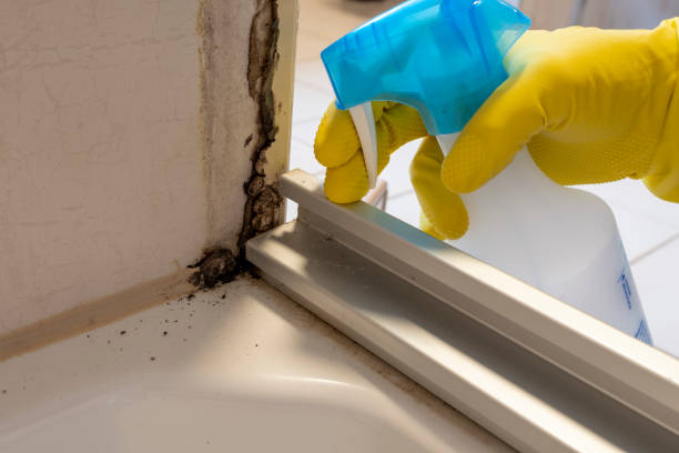 Best Black Mold Removal  in Cisco, TX