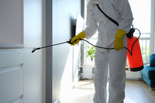 Best Mold Testing and Removal  in Cisco, TX
