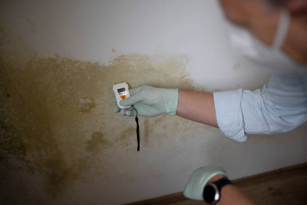Best Professional Mold Removal  in Cisco, TX