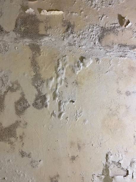 Best Office Mold Removal Services  in Cisco, TX