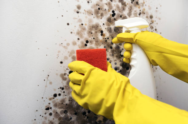 Crawl Space Mold Removal in Cisco, TX