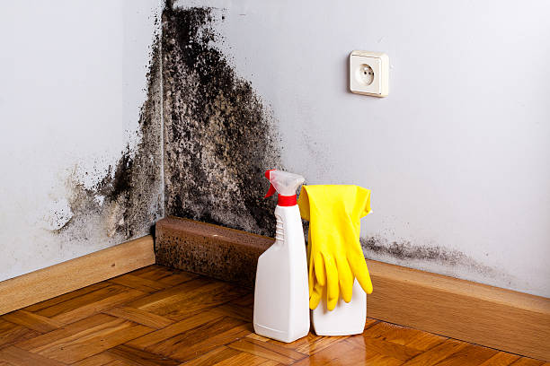 Best Emergency Mold Removal  in Cisco, TX